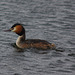 Great Crested Grebe