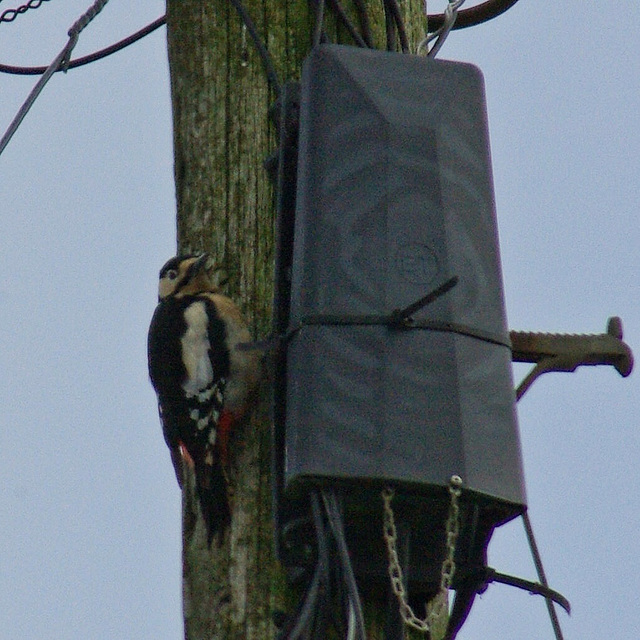 Great Spotted Woodpecker