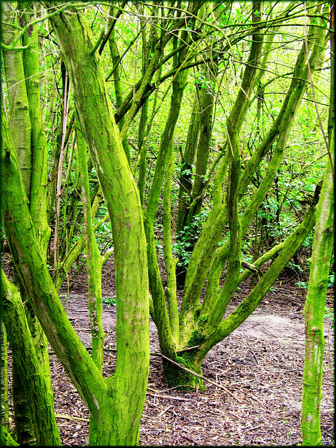 Green Fingers