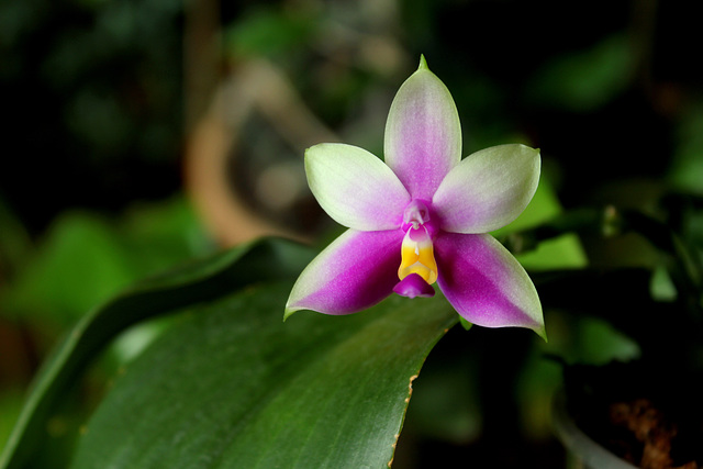 Phalaenopsis bellina