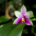 Phalaenopsis bellina