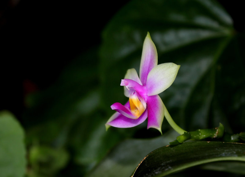 Phalaenopsis bellina