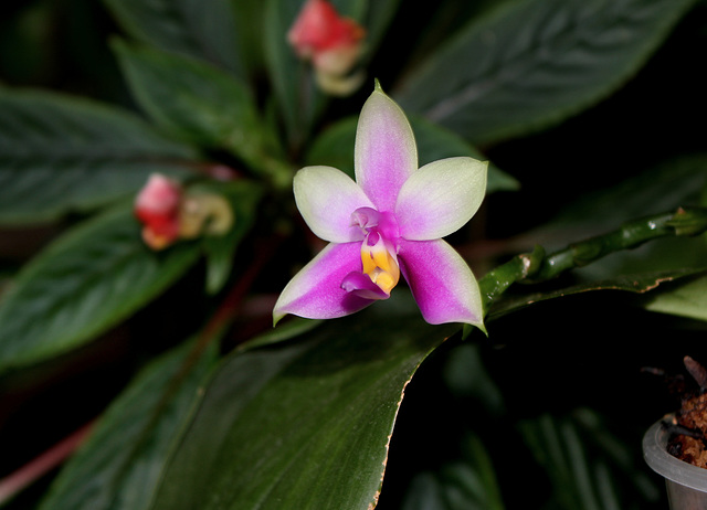 Phalaenopsis bellina