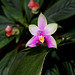 Phalaenopsis bellina