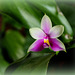 Phalaenopsis bellina