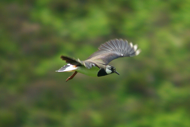 Lapwing