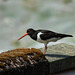 Oystercatcher