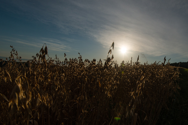 Gegenlicht - 20130806