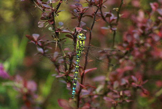 Southern Hawker