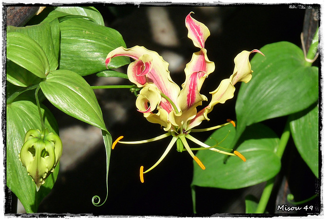 TERRA BOTANICA