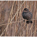 Red winged black bird, female