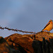 Wheatear