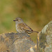 Dunnock