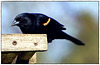 Red winged Blackbird