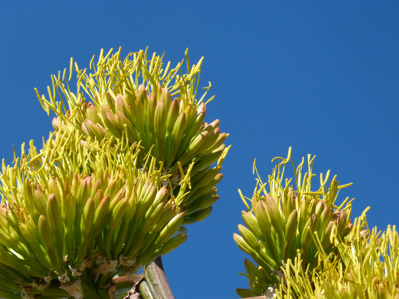 Agave Americana - Flower