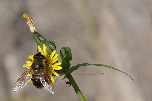 Testfoto - Biene und Blüte