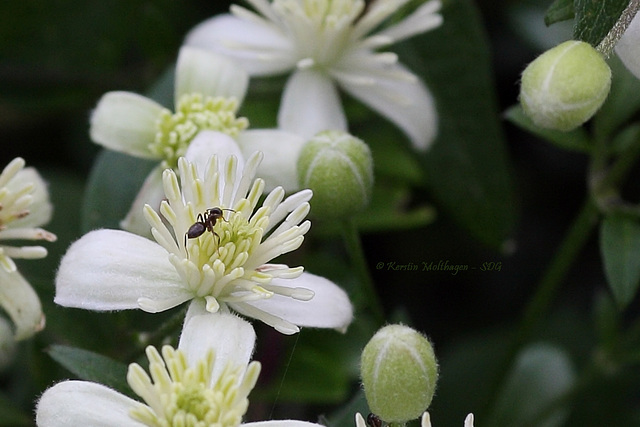 Testfoto - Blüte mit Ameise