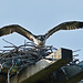 Osprey on the nest