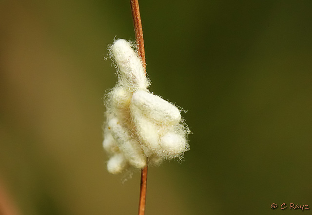 Braconid Wasp Pupae