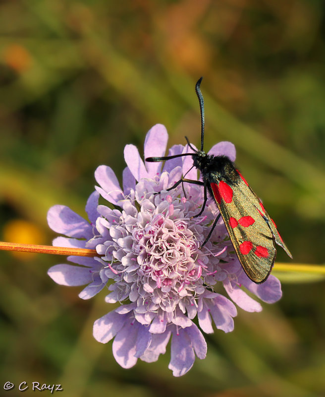 Six-spot Burnet