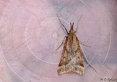 Long-legged Tabby - Synaphe punctalis