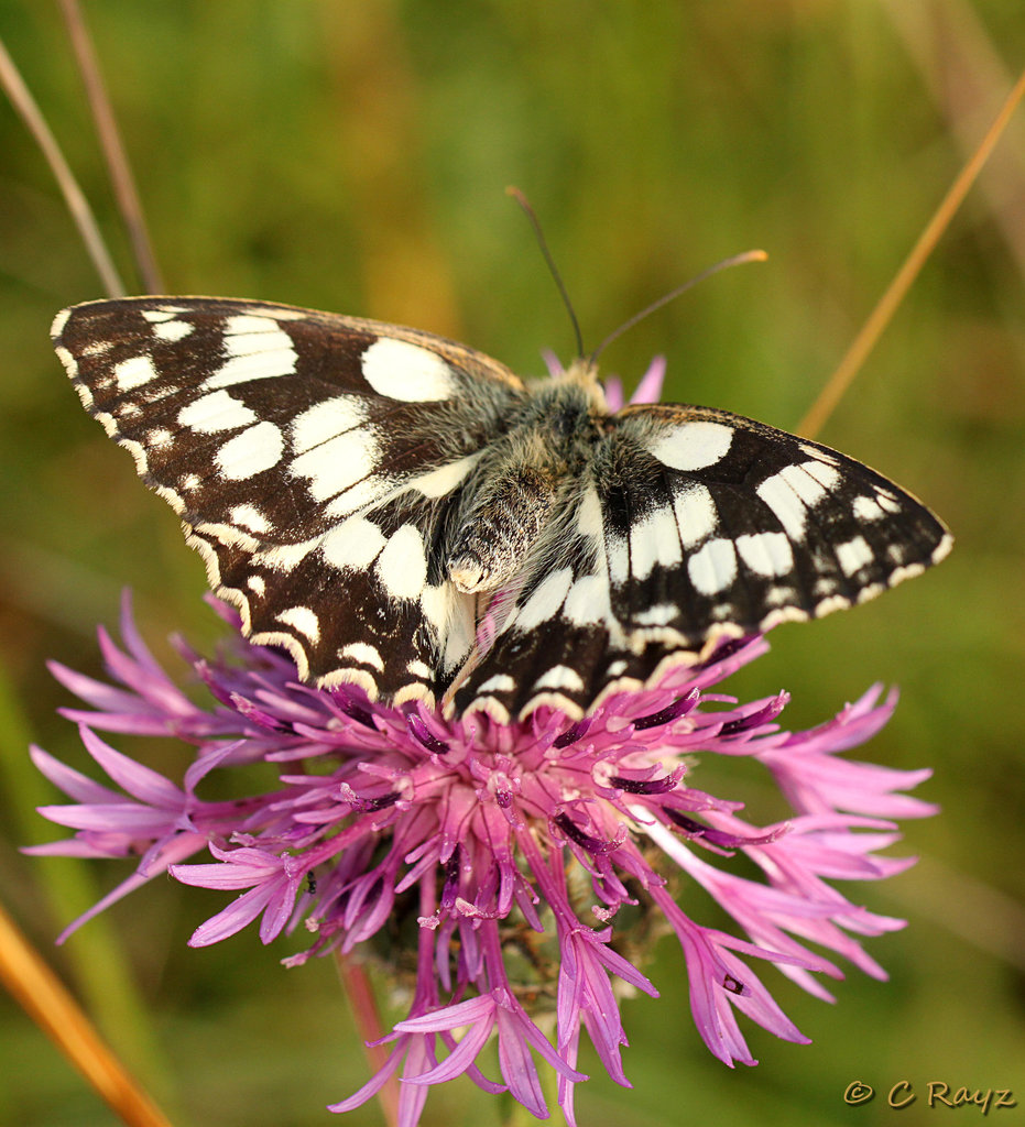 Marbled White