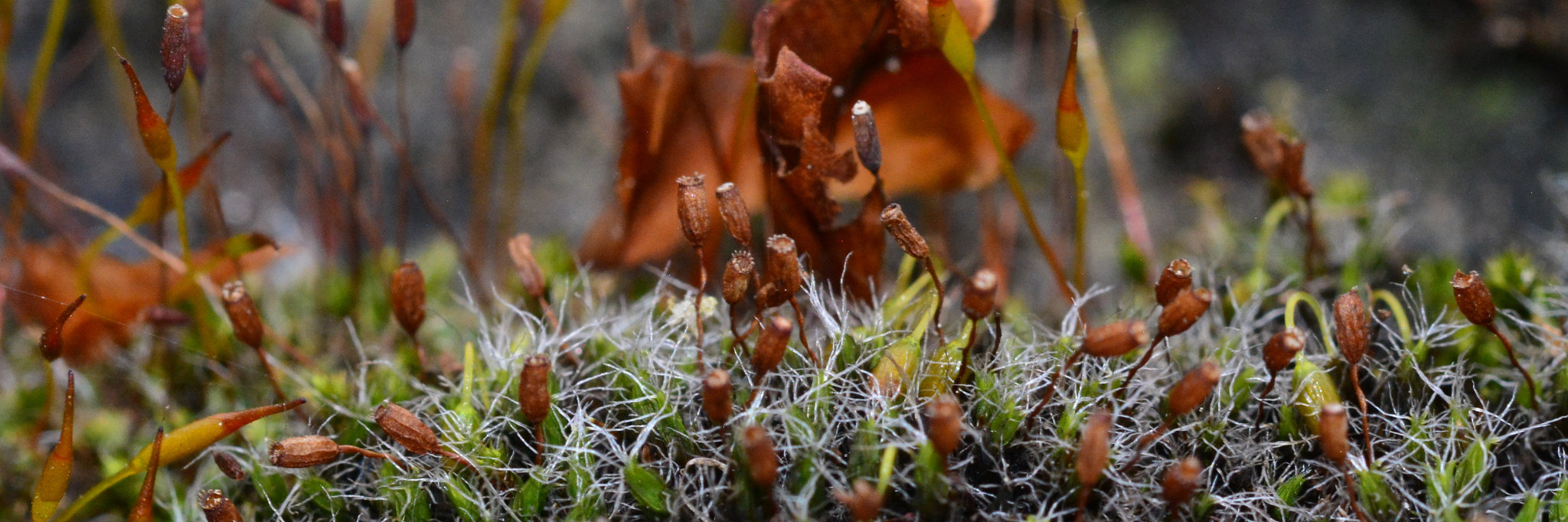 Moss