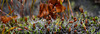 Moss