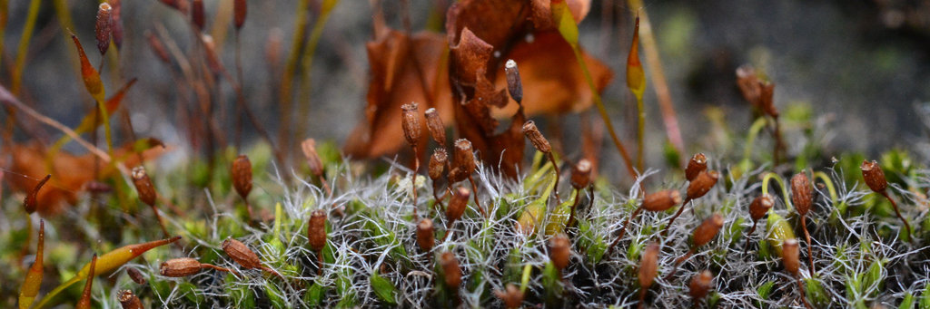 Moss