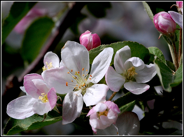 Flowering cherry