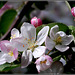 Flowering cherry