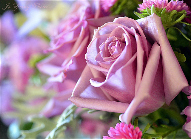 Mauve Roses