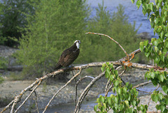 Osprey