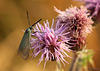 Forester Moth