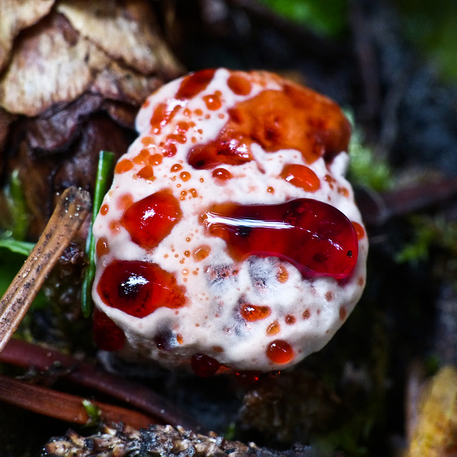 Strawberries and cream fungus