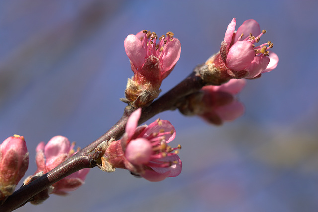 fleurs de pêcher