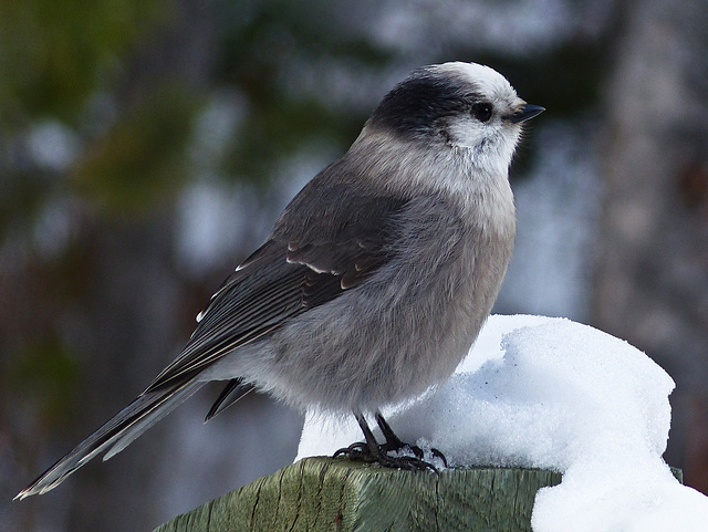 Gray Jay in winter