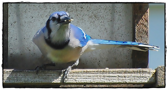 Blue Jay