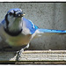 Blue Jay