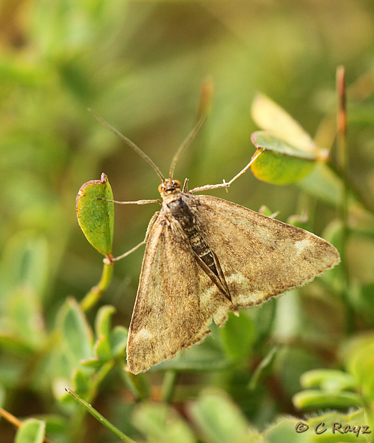 Straw-barred Pearl - Pyrausta despicata