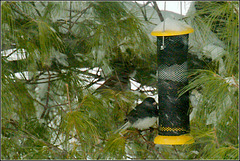 The Junco at the Feeder