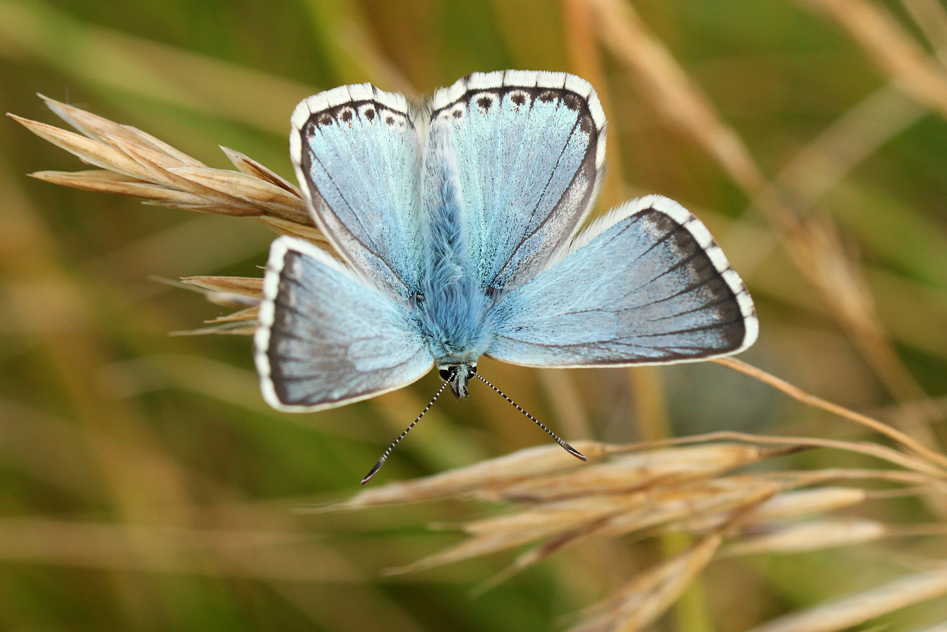 So Blue