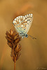 Chalkhill Blue Male Friston