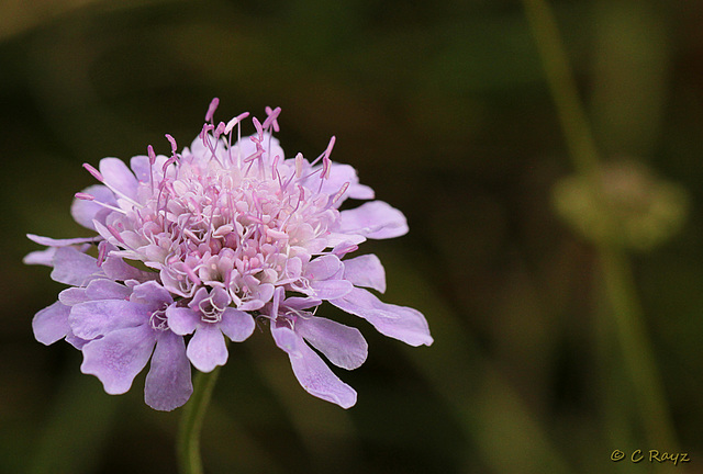 Field Scabious