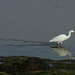 Little Egret