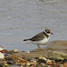 Ringed Plover