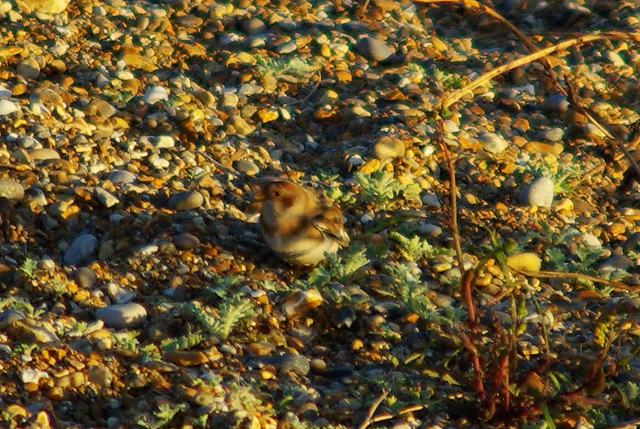 Snow Bunting