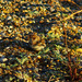 Snow Bunting