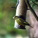 Greenfinch