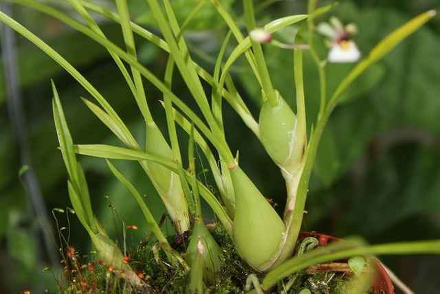 Gomesa radicans=Ornithophora radicans